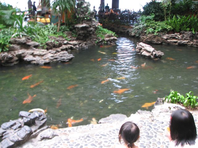 feedingtimeforthekoi.jpg