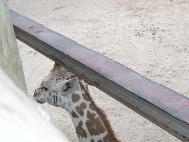 feedingthegiraffes.jpg