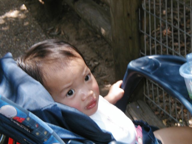 firsttriptothezoo.jpg