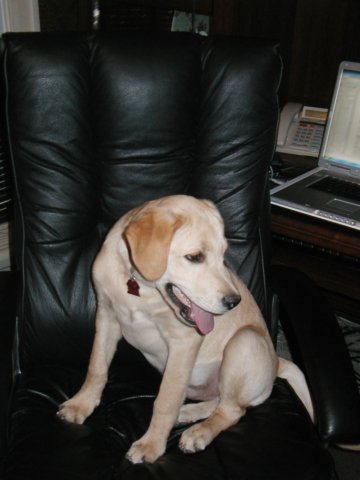 airbudxxivexecutivepup.jpg