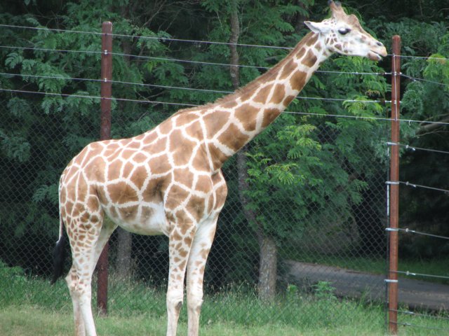 giraffe.jpg