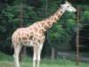 giraffe_small.jpg