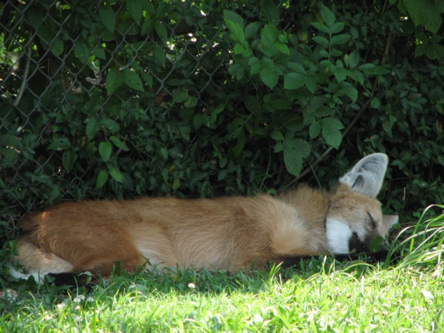 lazylikeafox.jpg